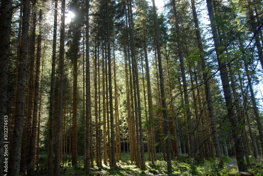 walking through Austrian woods walking through Austrian woods