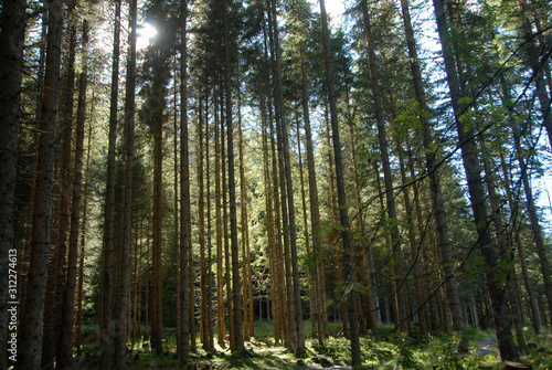 walking through Austrian woods