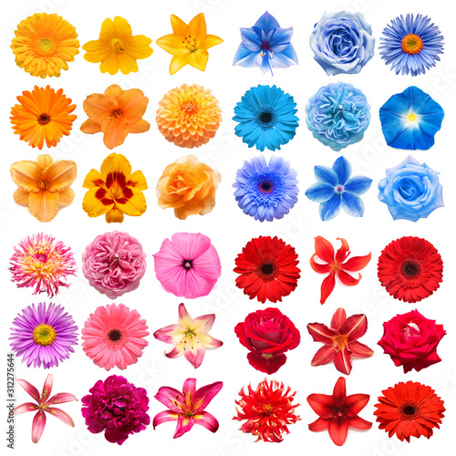 Big collection of various head flowers red, pink, blue and orange isolated on white background. Perfectly retouched, full depth of field on the photo. Top view, flat lay