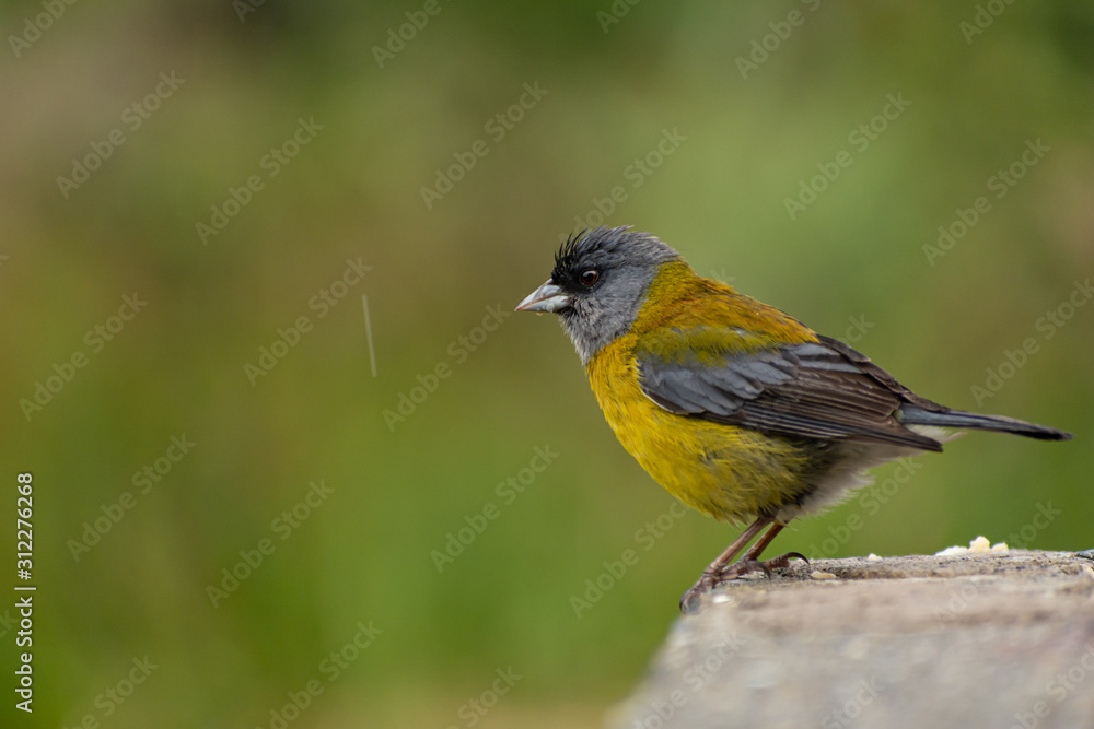 Fototapeta premium pequeña ave posando bajo la lluvia (Spinus magellanicus)