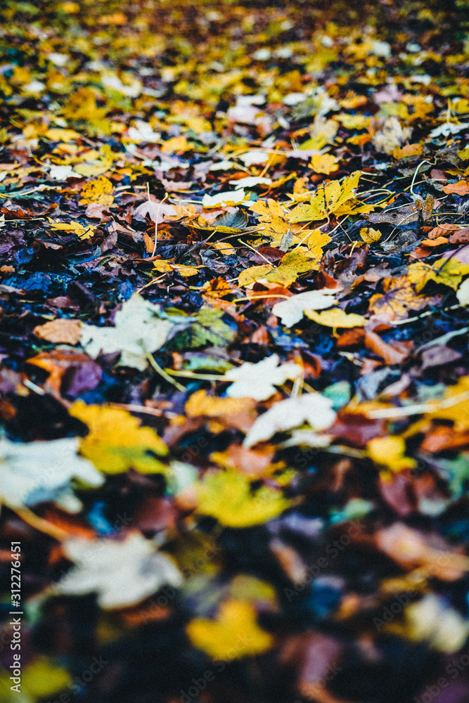 Fototapeta premium autumn leaves background