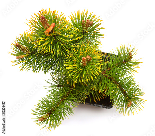 Pine branch yellow-green in pot isolated on white background. Christmas tree  New Year