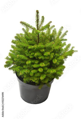 Fir abies koreana isolated on white background. Coniferous trees. Christmas symbol. Flat lay, top view photo