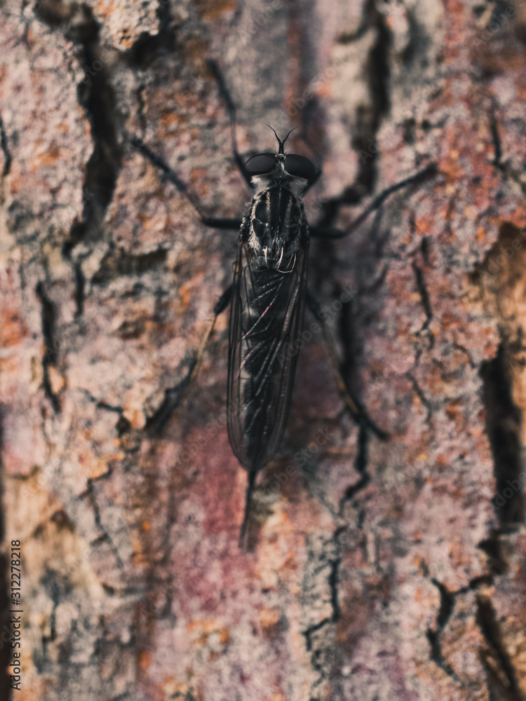 Insect on a tree