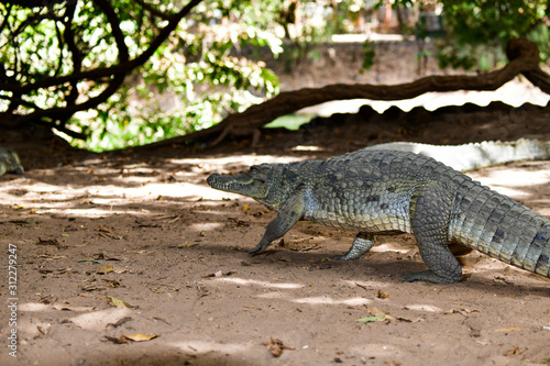 Gambia crocodile reserve
