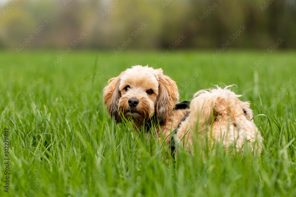 Bichon Havanese dog outdoors in the nature on a sunny summer day Bichon Havanese dog outdoors in the nature on a sunny summer day