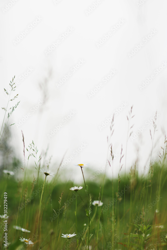 Obraz premium Green Grass & White Flowers