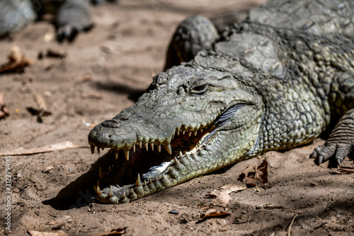 Gambia crocodile reserve