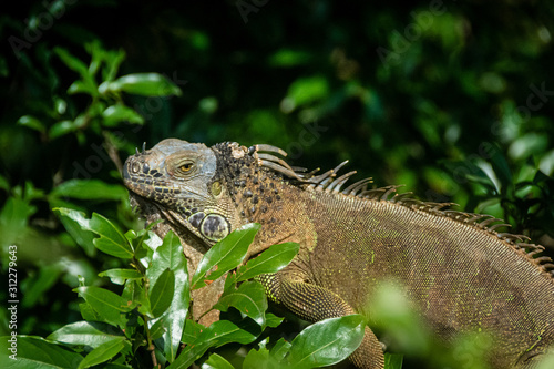 Iguana in Tree