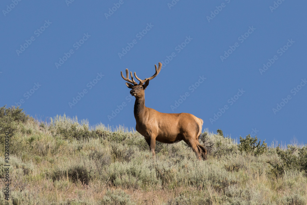 Fototapeta premium Bull Elk on the Ridge