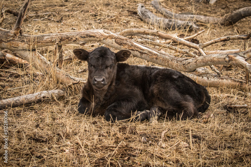 Obraz na plátně Black Angus calf