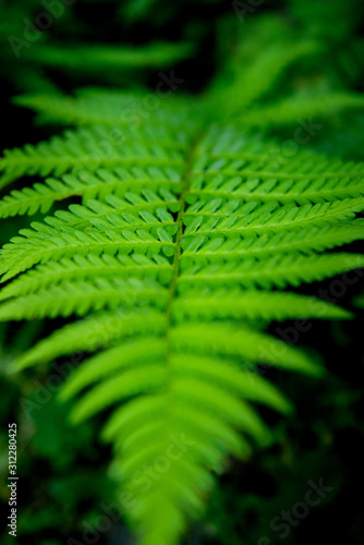 Green foliage fern, background
