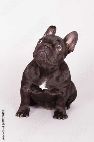 French bulldog 