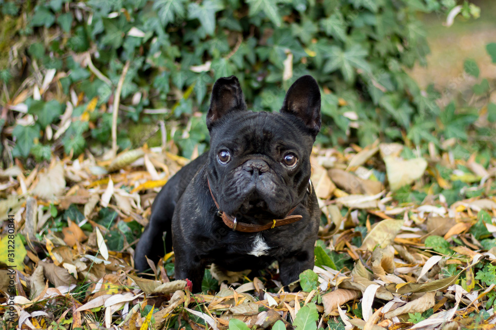 French bulldog French bulldog