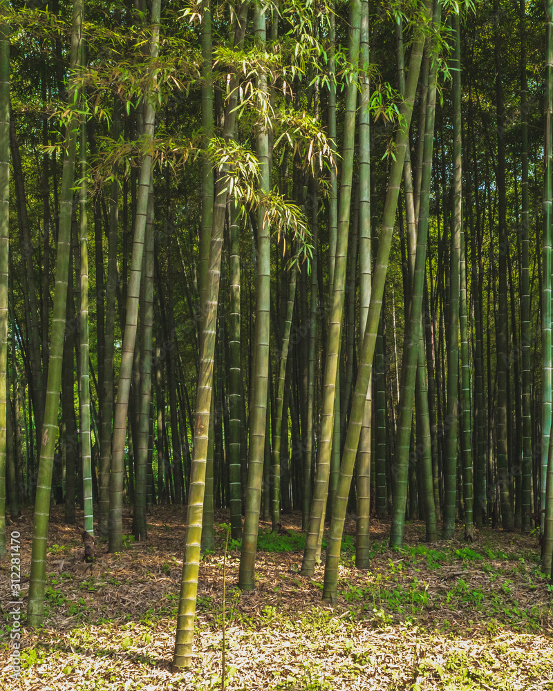 Bamboo forest in park near West Lake, Hangzhou, China Bamboo forest in park near West Lake, Hangzhou, China