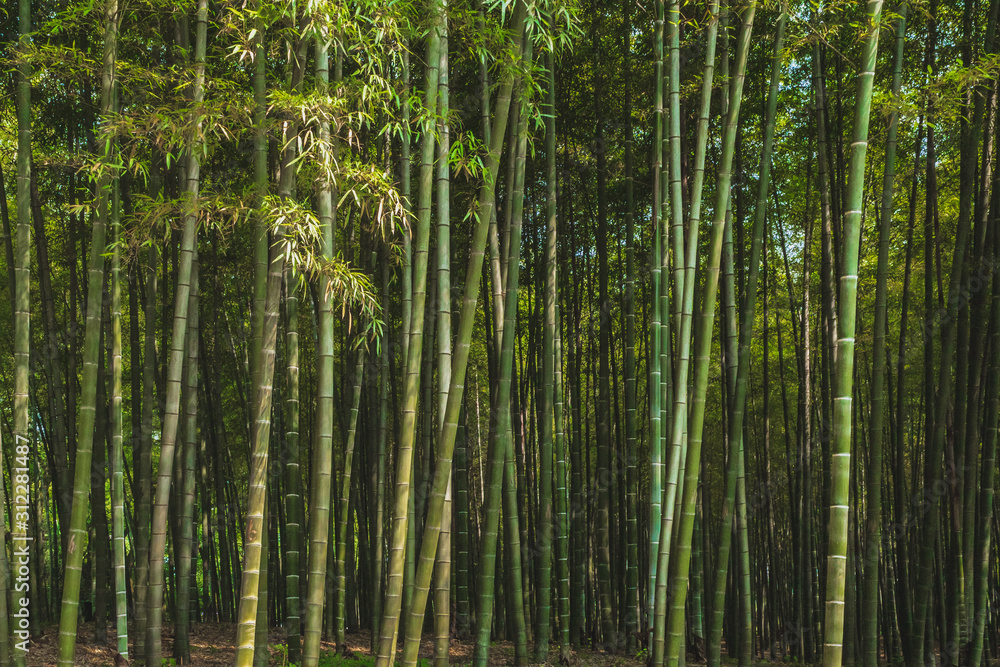Fototapeta premium Bamboo forest in park near West Lake, Hangzhou, China