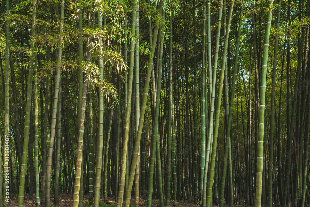 Bamboo forest in park near West Lake, Hangzhou, China Bamboo forest in park near West Lake, Hangzhou, China