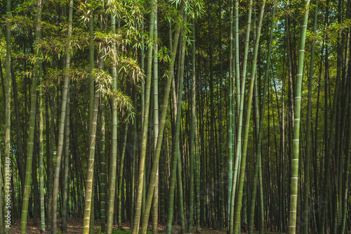 Bamboo forest in park near West Lake, Hangzhou, China
