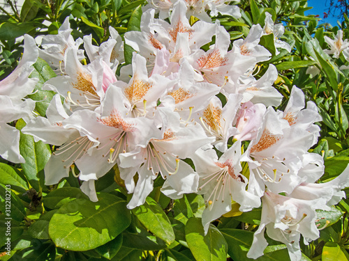 White Rhododendron blooming plant photo