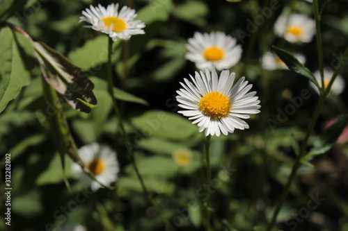 "Mexican Fleabane" flower (or Mexican Daisy, Karwinsky’s Fleabane, American Fleabane) in St. Gallen, Switzerland. Its Latin name is Erigeron Karvinskianus (Syn Erigeron Mucronatus), native to Mexico.