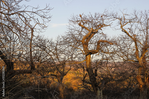 Wallpaper Mural silhuette of trees Torontodigital.ca