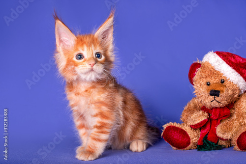 Adorable cute maine coon kitten and a toy bear wiht a Santa Claus hat on in blue background in studio, isolated.