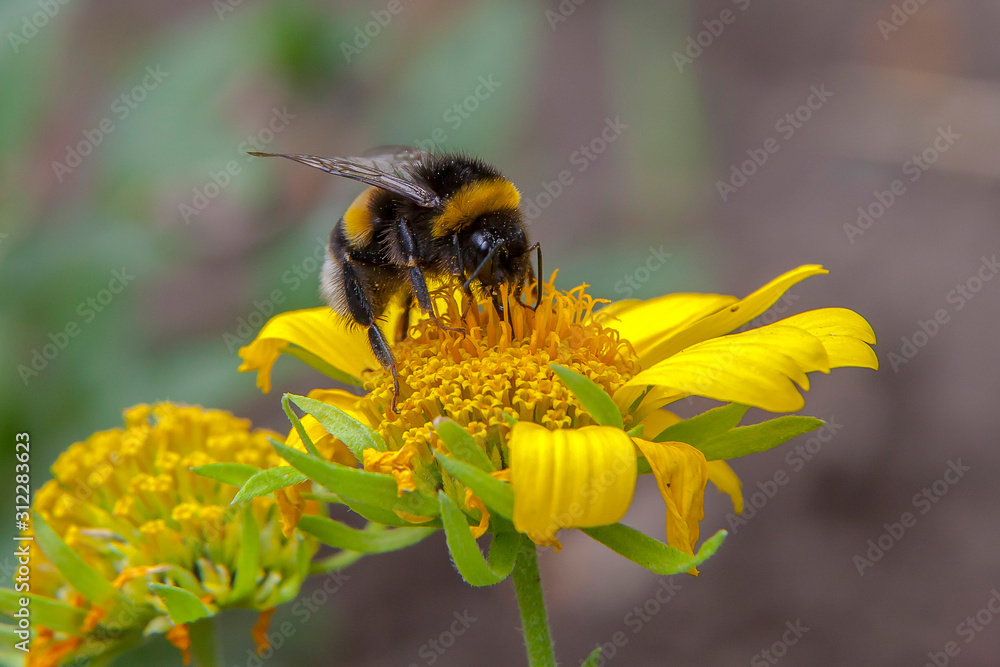 a bumblebee collects nectar on a yellow flower. A hard-working bumblebee works, pollinates flowers a bumblebee collects nectar on a yellow flower. A hard-working bumblebee works, pollinates flowers