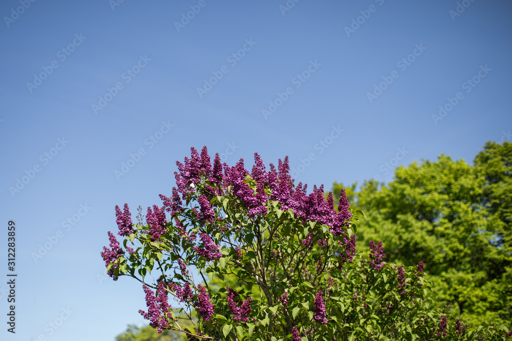 purple lilac and blue sky