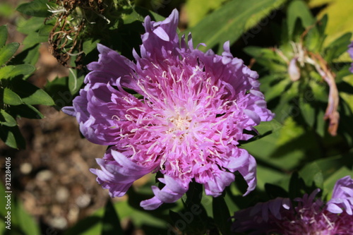  Stokes  Aster  flower  or Stokesia  Cornflower Aster  Kornblumenaster  in St. Gallen  Switzerland. Its Latin name is Stokesia Laevis  Syn Carthamus Laevis   native to southeastern USA.