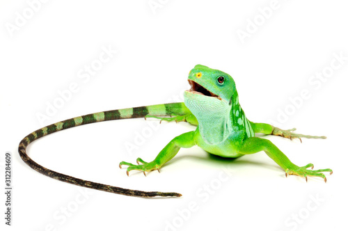 Fidschileguan / Kurzkammleguan (Brachylophus fasciatus) - Lau banded iguana   photo