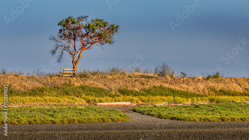 Arbutus tree and bench on hillside
