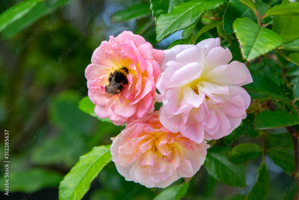 Fototapeta premium Bumblebee in a Pink rose