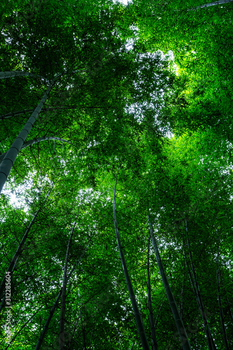 Dense bright green foliage of the tops of tall trees. View from below. Vertical.