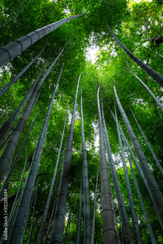 Bamboo alley in Kyoto on a sunny spring day. Densely growing trees to each other. Vertical. Bottom view of the tops of trees.