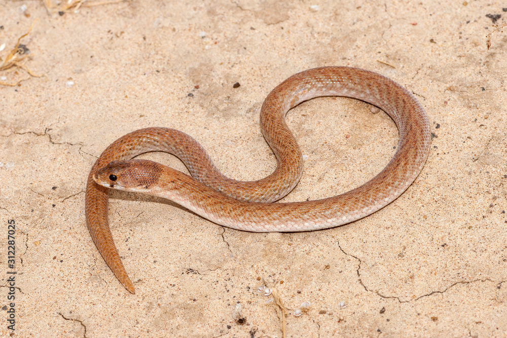 Eastern Hooded Scaly-Foot Eastern Hooded Scaly-Foot