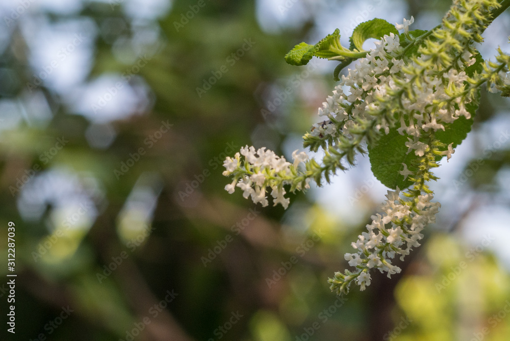 Flowers of a tree in spring Flowers of a tree in spring