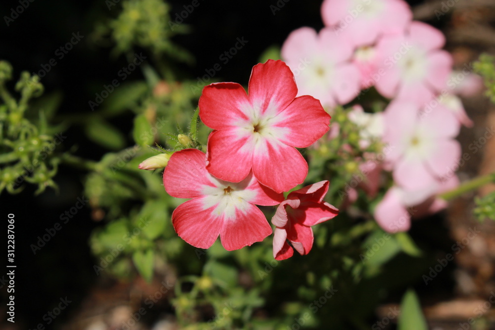 Pink and white Pink and white