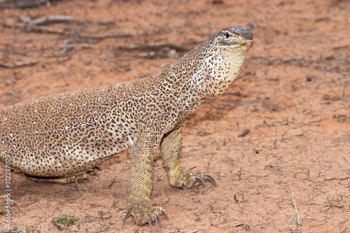 Yellow Spotted Monitor or Goanna
