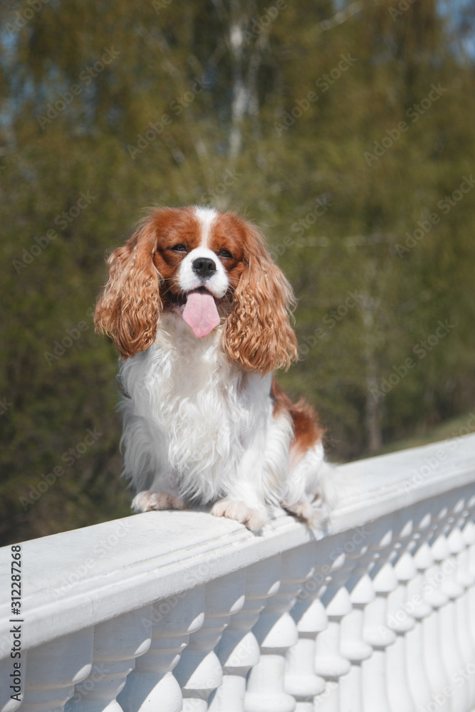 Adult dog cavalier king charles spaniel lies on a balustrade