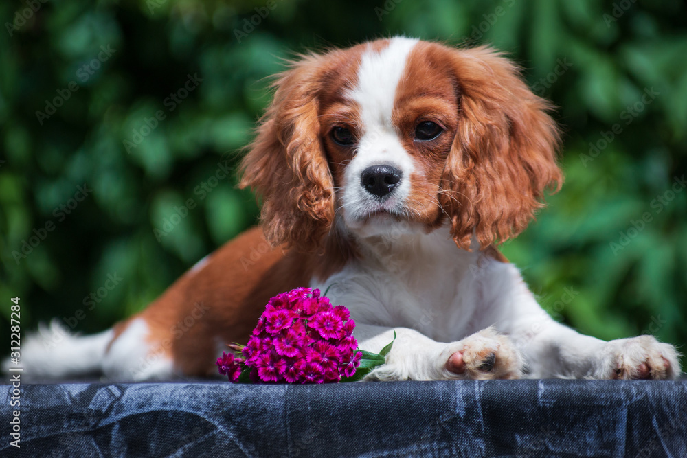 Young dog cavalier king charles spaniel lies on a table with a flower