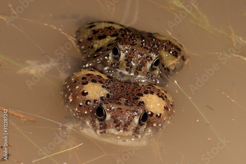 Holy Cross frogs in amplexus photo