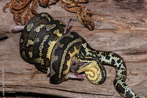 Jungle Carpet Python feeding on mouse