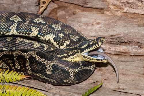 Jungle Carpet Python feeding on mouse photo