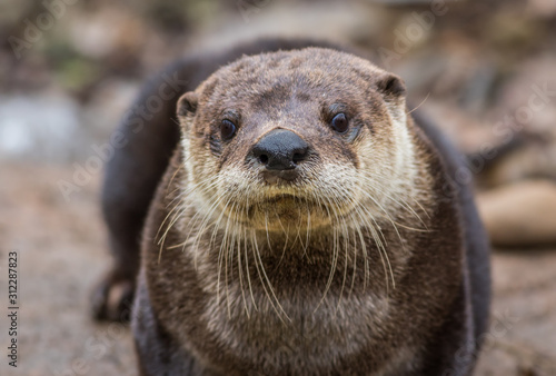 North American River Otter, Lontra canadensis, adorable, lovable, friendly and clever, looks straight at camera © rabbitti
