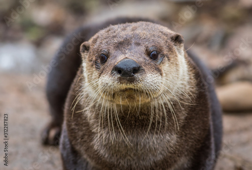 North American River Otter, Lontra canadensis, adorable, lovable, friendly and clever, looks straight at camera photo