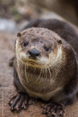 North American River Otter, Lontra canadensis, adorable, lovable, friendly and clever, looks straight at camera, portrait