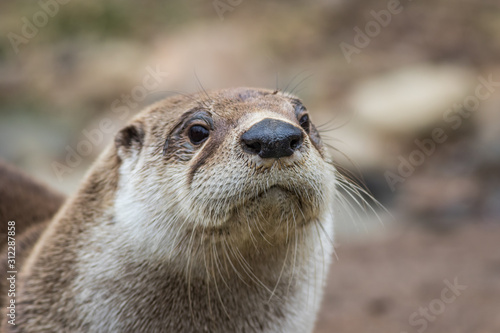 North American River Otter, Lontra canadensis, adorable, lovable, friendly and clever, looks straight at camera