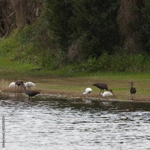White Ibises and Limpkins feeding at a local park in Florida