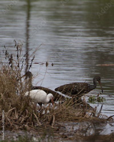 Limpkin(s) feeding on snails in Florida
