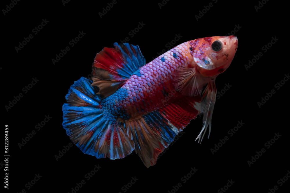 Fototapeta premium Moving moment of Multi color candy nemo Siamese fighting fish isolated on black background